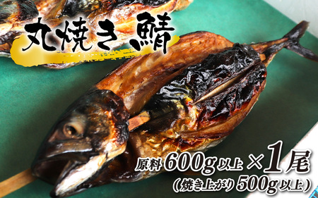 丸焼き鯖 原料600g以上(焼き上がり500g以上)×1本 小浜市 / 真魚源 【配送不可地域：北海道・沖縄・離島】[BFCJ004]  