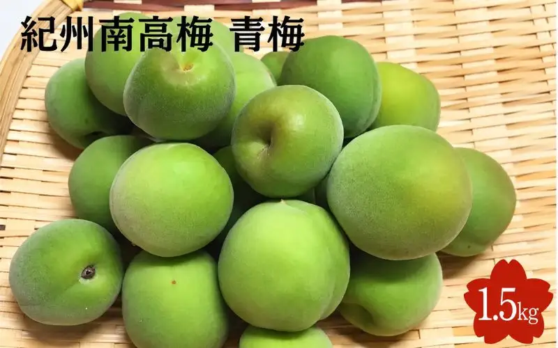 【2027年分先行予約】紀州南高梅　青梅 1.5kg（サイズ混合）※2027年5月下旬～順次発送予定 / 田辺市 果物 果実  梅 生梅 梅干し うめぼし 梅酒 梅ジュース 梅シロップ 手作り 自家製 【sny001-1】 