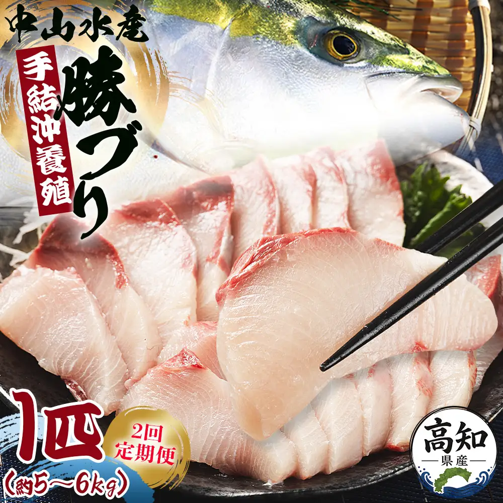 【先行申込】ブリ 鰤 1匹(5kg～6kg) 2回 定期便【ブリ 定期便 海鮮 勝ブリ 鰤 鰤 鰤】 Wny-0015
