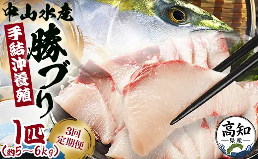 ブリ 鰤 1匹 3回 定期便 海鮮 5kg～6kg 【先行申込】 - 期間限定 魚 ぶり 鰤 寒ブリ 海鮮 鮮魚 魚介類 海の幸 ギフト お刺身 煮物 焼き魚 おかず Wny-0016