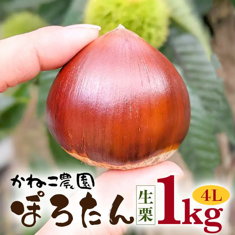 ぽろたん 栗 1kg かねこ農園 4L JO-003