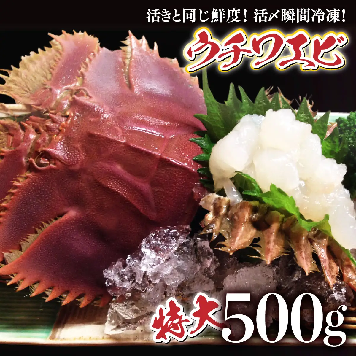 活〆ウチワエビ特大 500g(3尾)