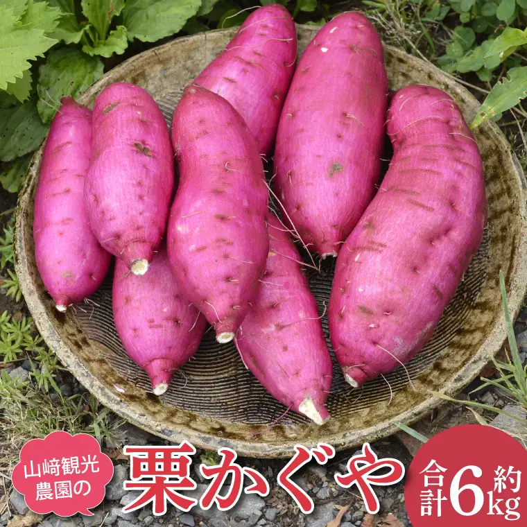 さつまいも 6kg 栗かぐや 益子町 AU016