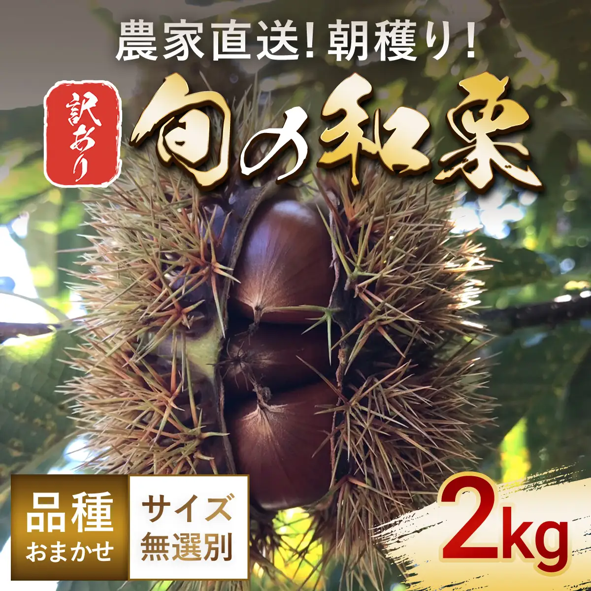 【先行予約 9月上旬以降発送】【訳あり】旬の和栗 2kg サイズ無選別 品種おまかせ 朝穫り 農家直送 AU002