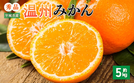 先行予約 みかん 秀品 5kg【2026年10月上旬～2027年1月下旬までに発送予定】柑橘 フルーツ 果物 くだもの 贈答用 ギフト