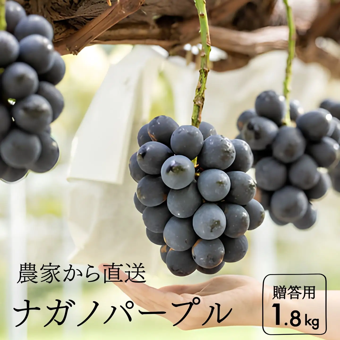 ナガノパープル 贈答 約1.8kg　長野県松川町産[KG03]//ぶどう 果物 フルーツ 贈答 産地直送