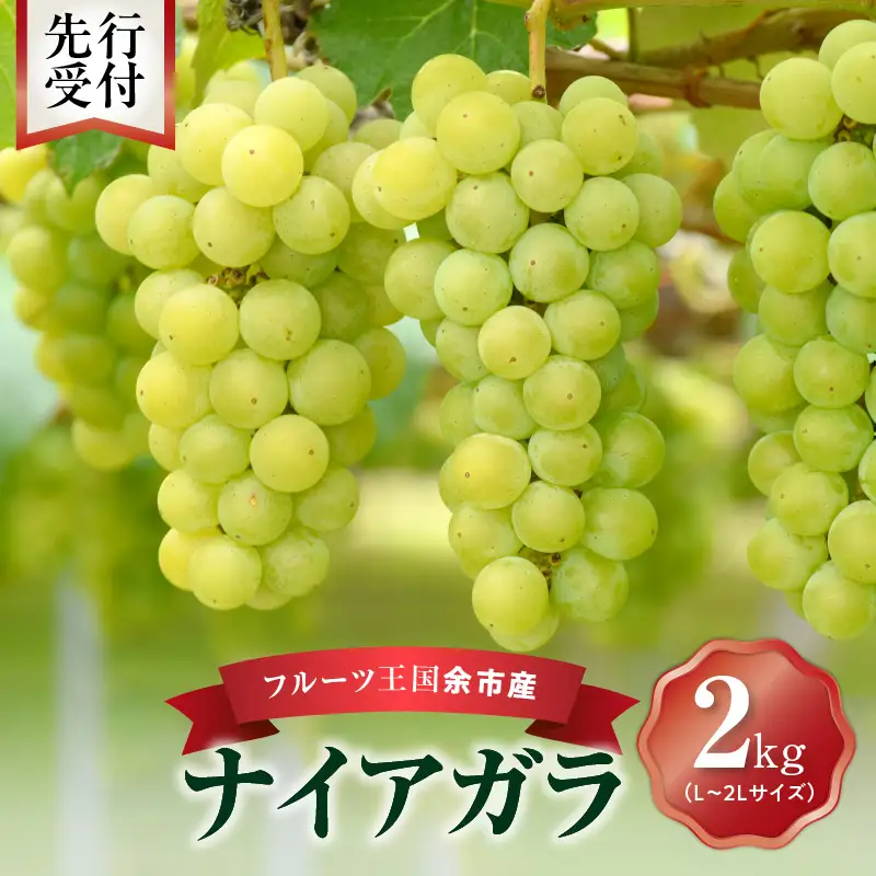 【先行予約：2026年9月中旬以降発送】フルーツ王国余市産「ナイアガラ」2kg【ニトリ観光果樹園】_Y074-0125
