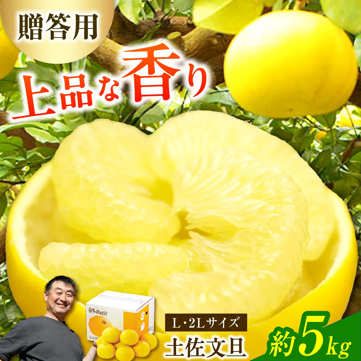 【先行予約】【果樹園直送】土佐文旦 特選品贈答用 約5kg Lから2Lサイズ 10から13個入り〈2027年2月中旬から3月中旬頃発送〉高知県 土佐市【白木果樹園】 [BQAI006]