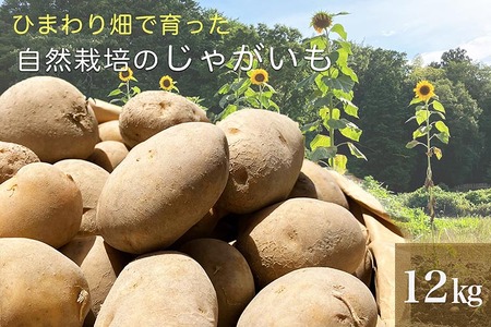 じゃがいも 12kg かたもとオーガニックファーム 野菜 京野菜