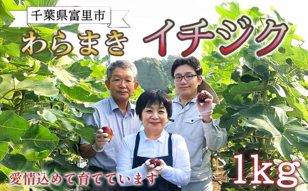【8月下旬より順次発送】ふるやファーム自慢の絶品「わらまきイチジク 1kg（12～15個）」 TMV001