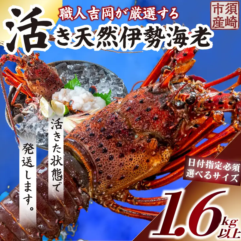 【伊勢海老】 活き伊勢海老1.6kg以上