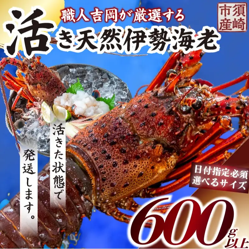 【伊勢海老】 活き伊勢海老 600g以上