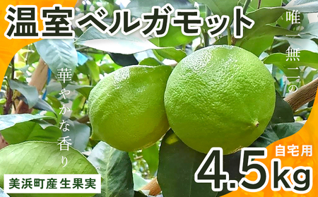 美浜町産温室ベルガモット　生果実『自宅用4.5kg入り』　※2025年11月上旬頃～2026年2月下旬頃に順次発送予定