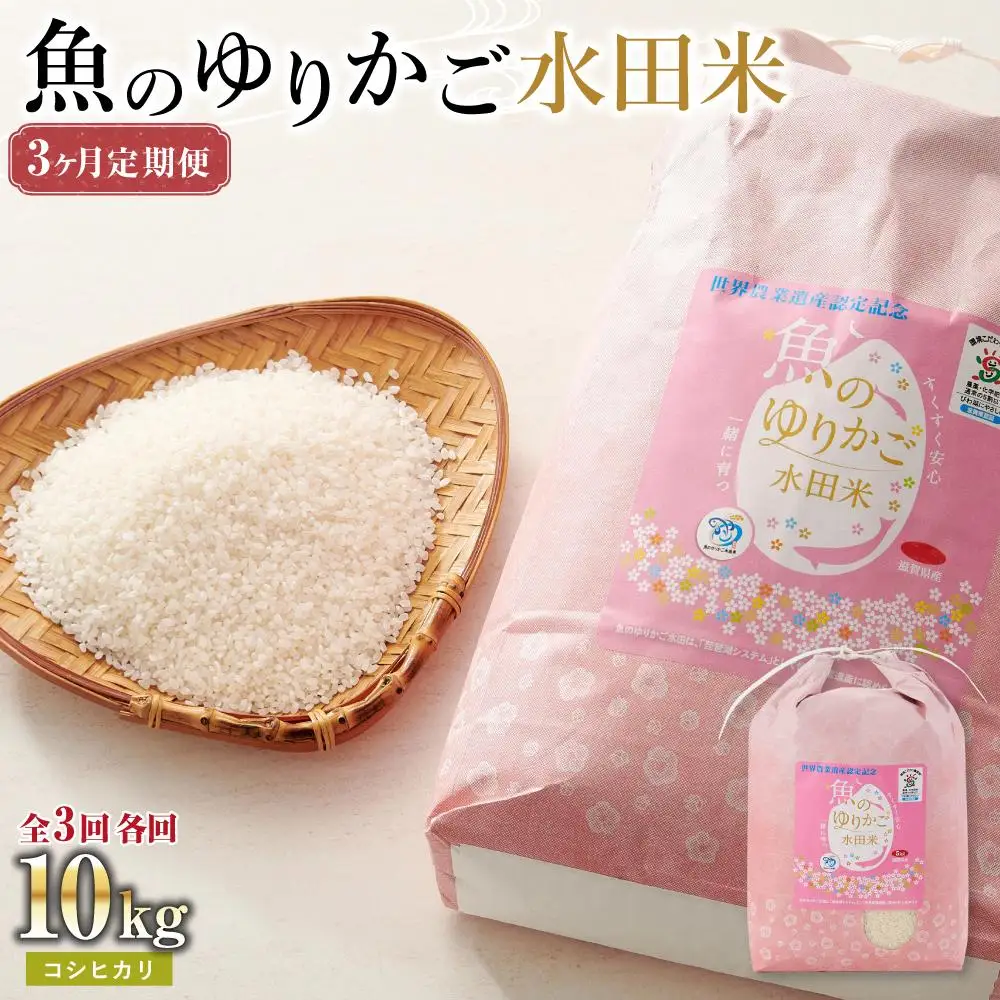 【令和8年度米】米 コシヒカリ 定期便 10kg 3ヶ月 魚のゆりかご水田米【3ヶ月連続】