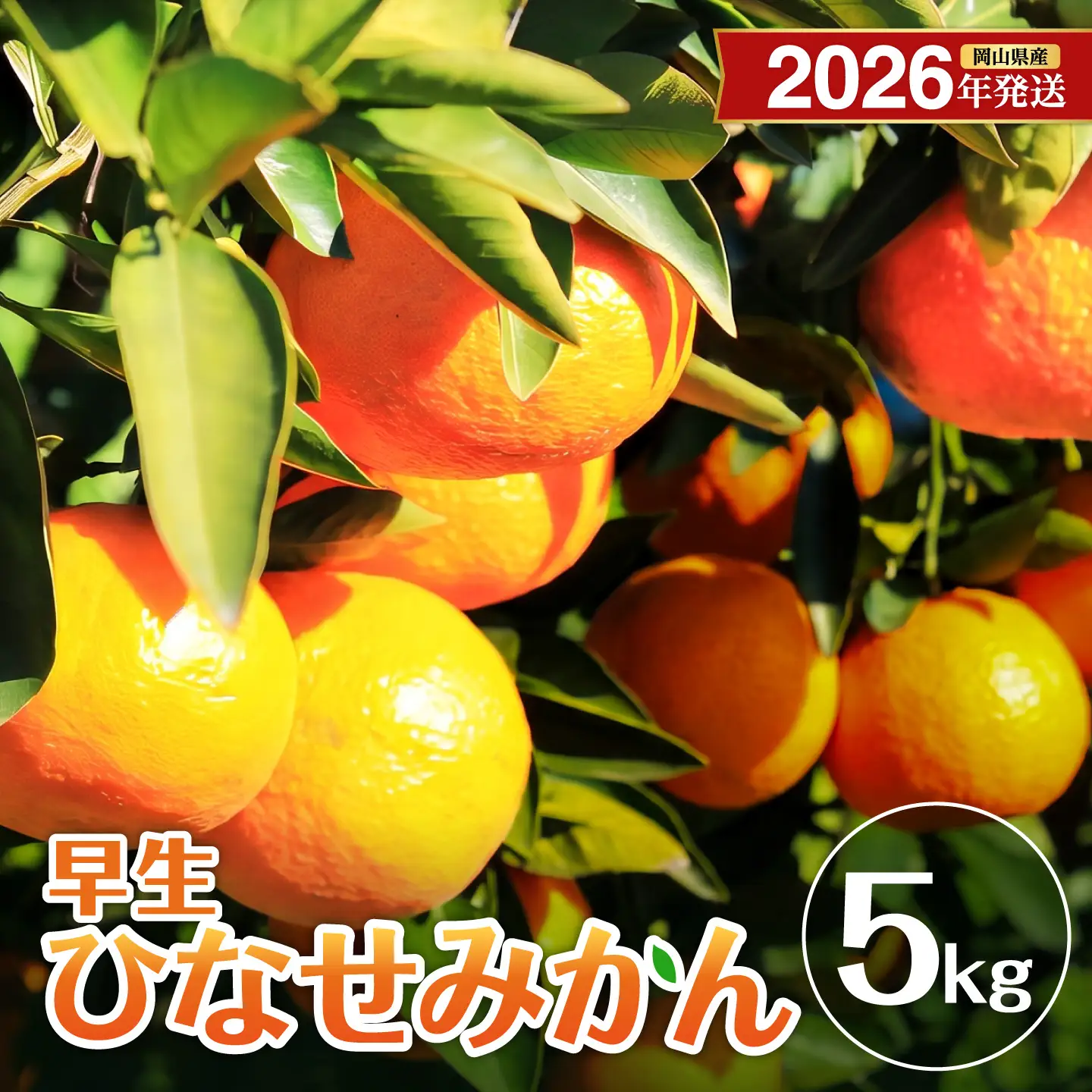 【先行予約】 ひなせみかん 早生約5kg（2026年11月～12月頃発送）【みかん】_bz
