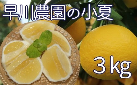 【先行予約】早川農園の足摺小夏（３kg） 【R00191】
