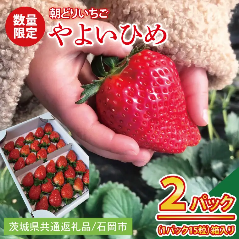 【1月中旬より順次発送】【数量限定】【朝採れ】いちご やよいひめ特選2パック【茨城県共通返礼品／石岡市】（KU-12）