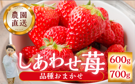 【2027年1月より発送開始】 自宅用 品種おまかせ いちご 600-700g [しあわせ苺] サイズ バラバラ 訳あり 訳アリ 農園直送 こだわりの 甘さ フルーツ 先行予約 イチゴ 大人 人気 簡易梱包 家庭用 産地直送 紅ほっぺ よつぼし かおり野 いちご 岐阜県 本巣市 [mt206] family農園watanabe