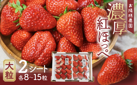 紅ほっぺ 8-15粒 2シート 1月中お届け イチゴ いちご 苺 果物 くだもの フルーツ お陽様農園 先行受付 大粒いちご 肉厚いちご 田原市 渥美半島 産地直送 渥美半島のいちご　 いちご イチゴ 苺