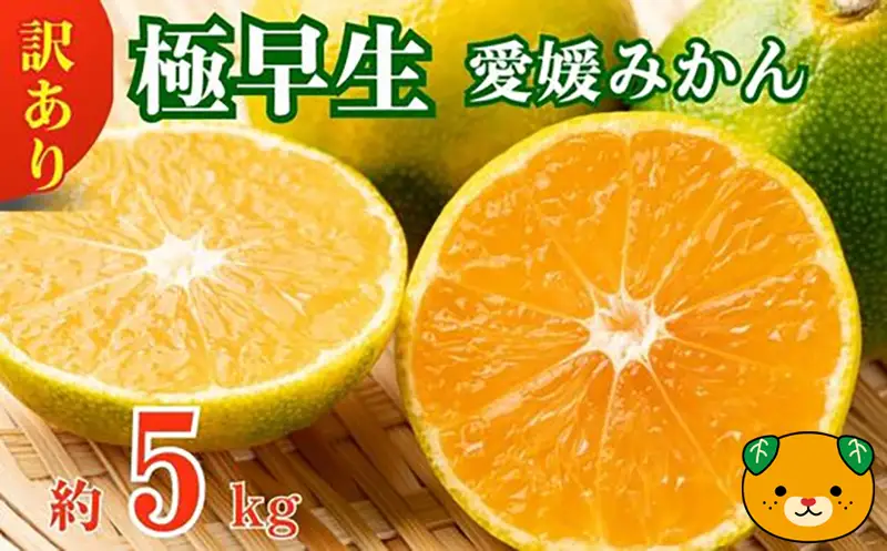 愛媛みかん 極早生 5kg 早生みかん 蜜柑 みかん 温州みかん 極早生 早生 愛媛みかん オレンジ サイズミックス 果物 フルーツ 柑橘 人気 サイズ 不揃い 愛媛県 愛南町青果市場 発送期間：2024年10月初旬～10月末(なくなり次第終了) みかん 早生みかん みかん 早生みかん みかん 早生みかん みかん 早生みかん みかん 早生みかん みかん 早生みかん みかん 早生みかん みかん 早生みかん みかん 早生みかん みかん 早生みかん