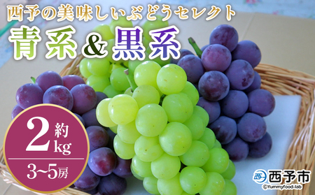 ＜西予の美味しいぶどう セレクトセット／青系＆黒系 約2kg＞ 果物 くだもの フルーツ ぶどう 葡萄 ブドウ セット 詰め合わせ つめあわせ 食べ比べ お楽しみ おまかせ 野菜ソムリエ 食べて応援 特産品 産地直送 西予ぶどう倶楽部 愛媛県 西予市【冷蔵】『8月中旬から9月下旬迄に順次出荷予定』OMC0002
