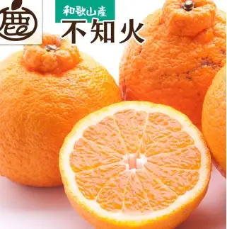 不知火 厳選 5kg+250g（痛み補償分）/ みかん しらぬい 光センサー 選別 デコポン 柑橘 晩柑 和歌山 甘い 18000円 / ※2027年2月上旬～4月上旬ごろに順次発送予定 ※北海道・沖縄・離島への配送不可【ikd010-p-5E】