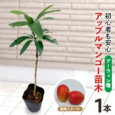 アップルマンゴー苗木1本(アーウィン種)2026年発送 アップル マンゴー 苗 お祝い アーウィン種 アーウィン 苗木 果物 果実 育てやすい インテリア 鉢植え 観葉植物 植物 観賞用 グリーン ギフト 贈り物 プレゼント 沖縄