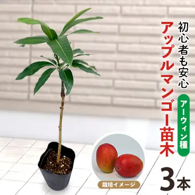 アップルマンゴー苗木3本(アーウィン種)2026年発送 アップル マンゴー 苗 お祝い アーウィン種 アーウィン 苗木 果物 果実 育てやすい インテリア 鉢植え 観葉植物 植物 観賞用 グリーン ギフト 贈り物 プレゼント 沖縄