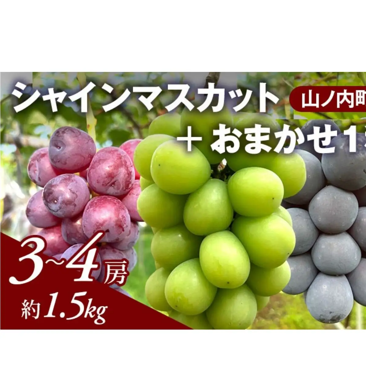 ぶどう シャインマスカット おまかせ1種 1.2kg ぶどう