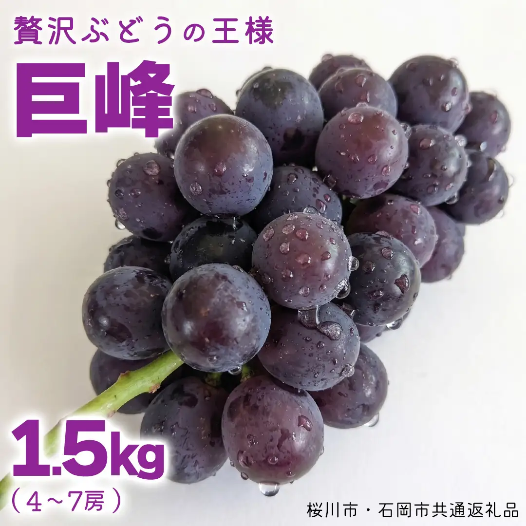 《 2026年 収穫分 》 種あり 巨峰 1.5kg 4～7房 (桜川市・石岡市共通返礼品) 先行予約 石田ぶどう園 国産 茨城県 桜川市 ぶどう ブドウ 葡萄 果物 くだもの フルーツ 旬 人気 産直 採れたて 新鮮 産地直送 秋 贈答 ギフト プレゼント [FB001sa]