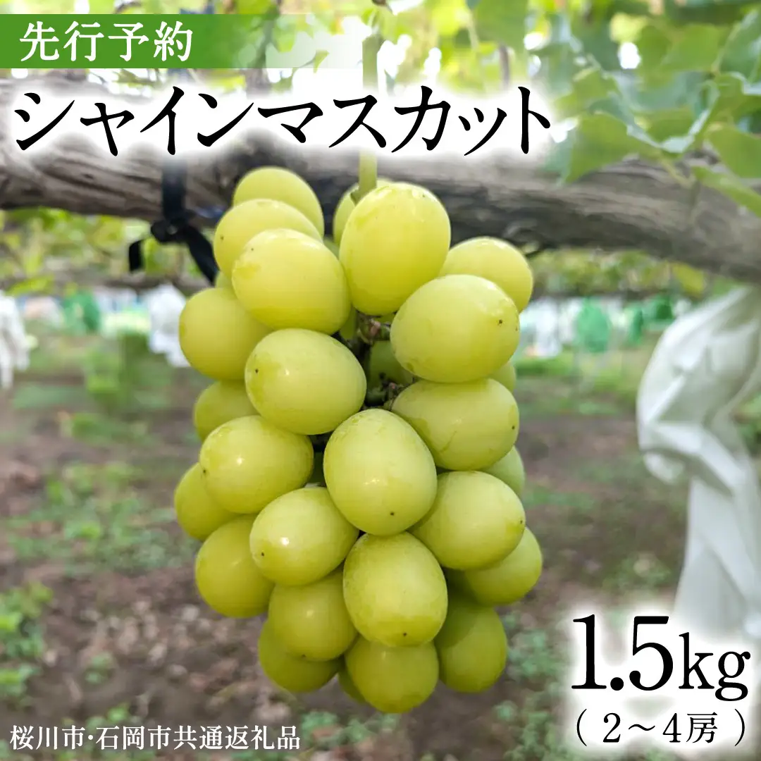 《 2026年 収穫分 》 シャインマスカット 1.5kg 2～4房 (桜川市・石岡市共通返礼品) 先行予約 石田ぶどう園 国産 茨城県 桜川市 マスカット ぶどう ブドウ 葡萄 果物 くだもの フルーツ 旬 人気 採れたて 新鮮 産地直送 秋 贈答 ギフト [FB004sa]