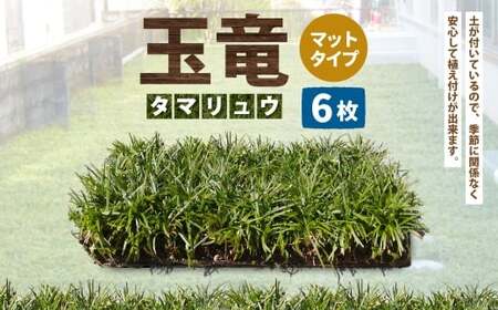 玉竜 タマリュウ たまりゅう 6枚 【7営業日以内に発送】 植物 プラント 芝生 ガーデニング ガーデニング用品