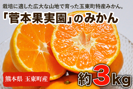 みかん 約3kg(2S-Lサイズ)《11月中旬-1月中旬頃出荷》 【日付指定不可】 菅本果実園