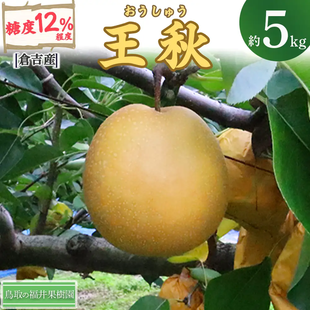 【期間限定】令和8年産 王秋 5kg（5～14玉） 倉吉産 福井果樹園 梨 王秋 ブランド梨 果物 フルーツ 和梨 先行予約 数量限定 詰め合わせ