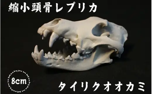  縮小 頭骨 レプリカ タイリクオオカミ 8cm / 標本 コレクション プラモデル 動物 標本 頭骨 狼 フィギュア インテリア 模型 動物 博物館 骨格 ミニチュア 3D プリント キーホルダー 【anf949-8c-tok】