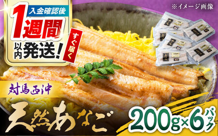 【1週間以内発送】対馬産 西沖あなご 200g×6パック あなご 穴子 アナゴ [WAA037] 西沖アナゴ スピード発送 最速発送 最短発送