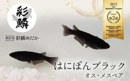 《当店作出品種》 彩鱗めだか ＜はにぽんブラック＞ めだか メダカ 飼育 ペット 鑑賞 魚 動物 生き物 関東  F5K-081
