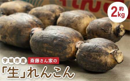 先行予約 斎藤さん家の「生」れんこん 約2kg (約2〜3本 節数：8〜10節）【2026年9月上旬～2027年3月上旬発送予定】