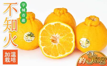 先行予約  加温栽培 不知火 約3kg（約7玉～10玉） 2026年12月上旬から中旬発送予定 
