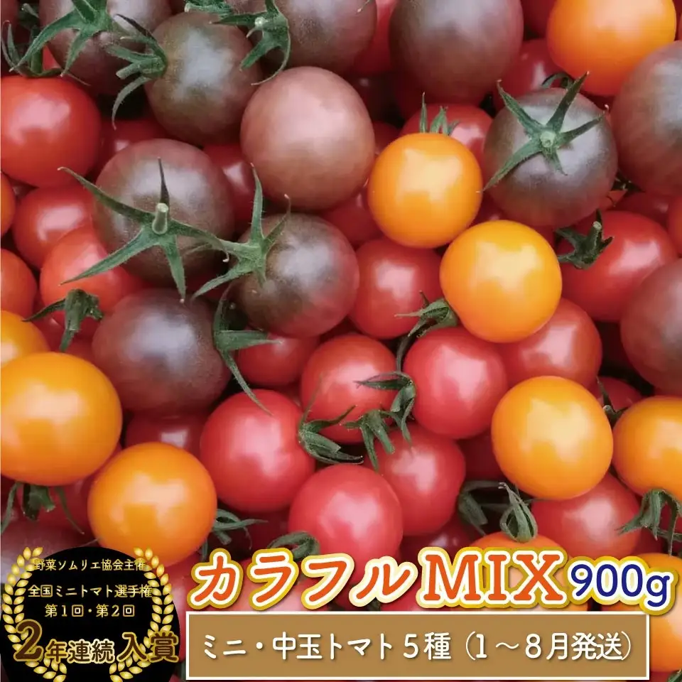 【2025年12月～発送】＜900g＞カラフル トマト 5種MIX フルティカなど　ましまファーム ミニトマト フルーツトマト アイメック   ミックス フルティカ＆ミニ4種
