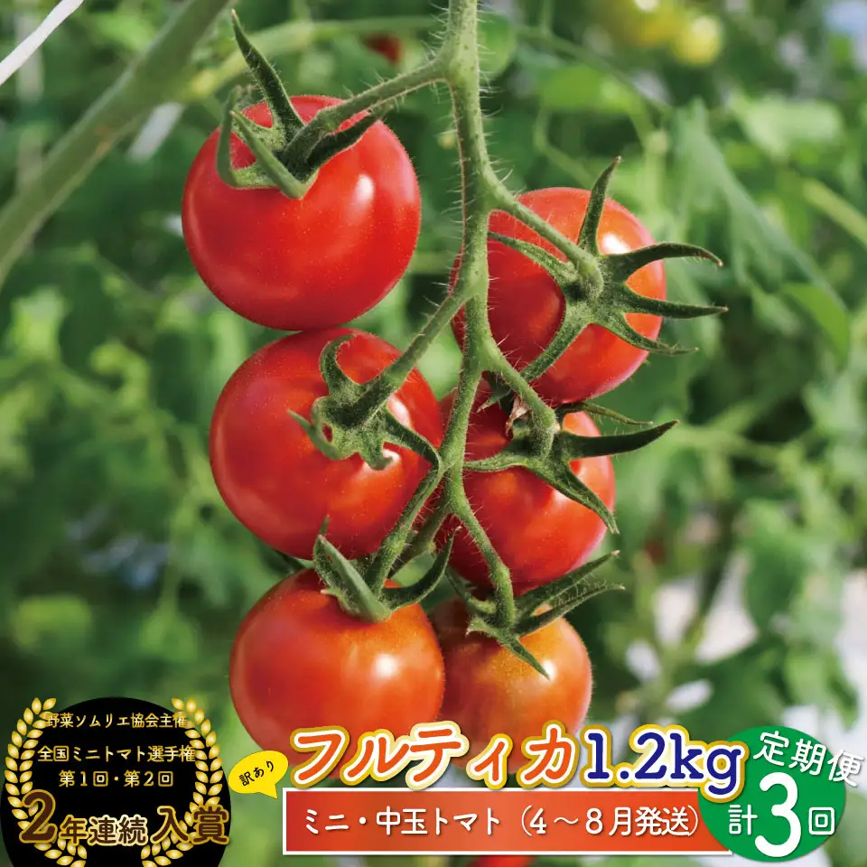 【2027年4月～8月頃発送】＜約1.2kg×3回 定期便＞訳あり アイメック フルティカ トマト＞ましまファーム ミニトマト フルーツトマト  ワケあり 規格外