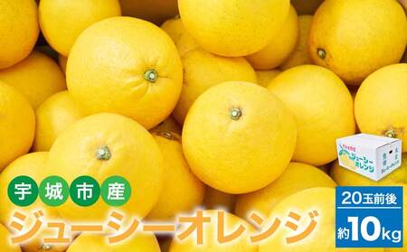 ジューシーオレンジ 約10kg（20玉前後）　【2027年4月上旬-2027年5月下旬発送予定】