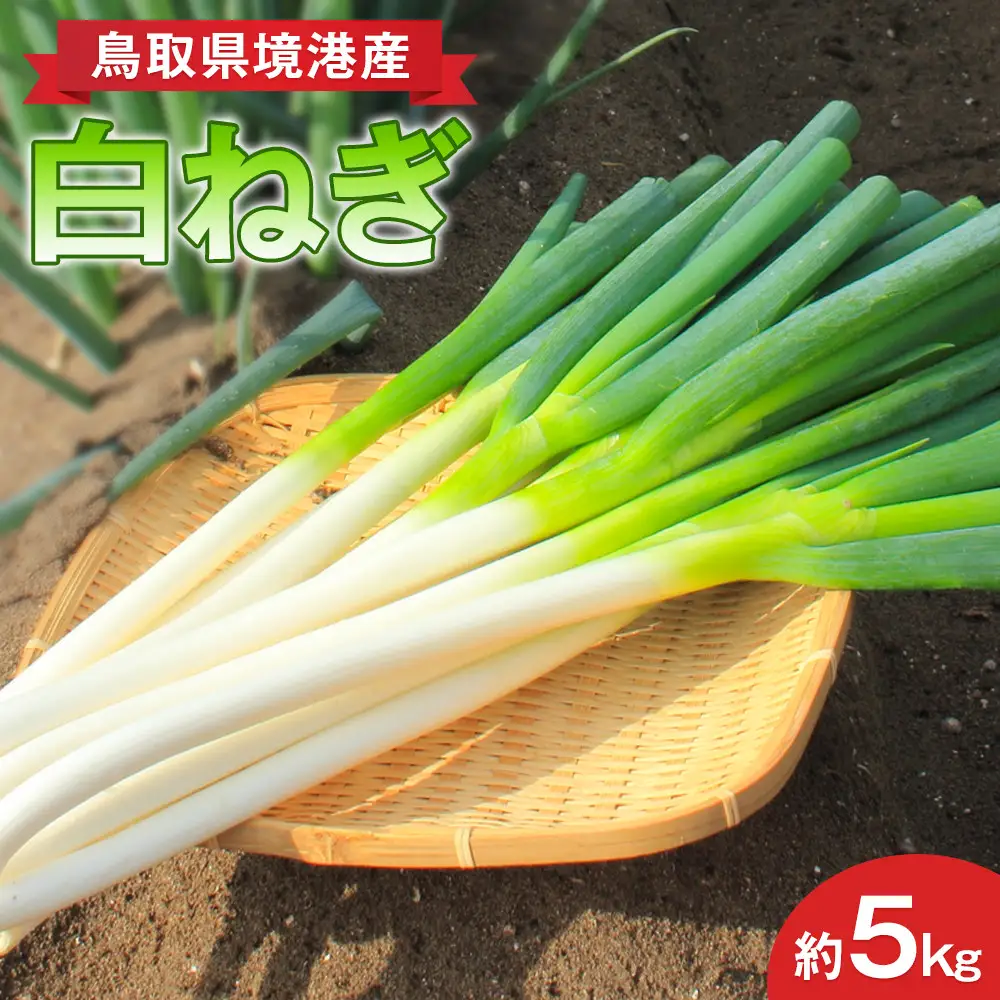 ＜先行予約受付中！11月上旬～3月下旬発送予定＞白ねぎ(約5kg) 【鳥取県 境港市】