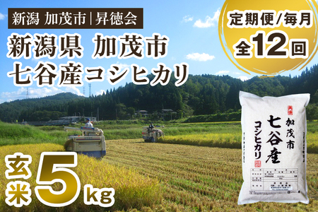 【令和8年産新米先行予約】【定期便12ヶ月毎月お届け】七谷産コシヒカリ 玄米5kg 《10月中旬～順次出荷》 高柳地域産数量限定 昇徳会