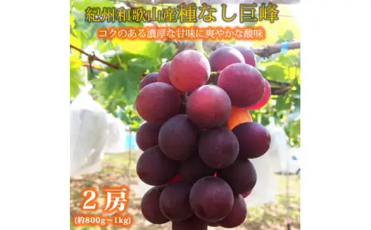 紀州和歌山産の種なし巨峰ぶどう２房（約800g～1kg） / ぶどう ブドウ 葡萄 種無し フルーツ 果物 くだもの ※2027年8月中旬〜9月上旬頃順次発送予定 ※離島への配送不可 【uot517-r-0d8】