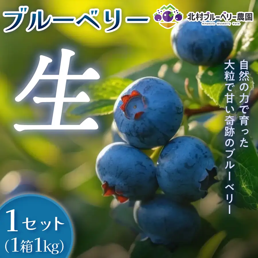 ＜ 先行予約 ＞ ブルーベリー ( 1kg ) 箱入り 生 無農薬 化学肥料不使用 摘みたて 冷蔵 大粒 濃厚 フルーツ 果物