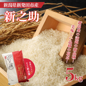 新之助 5kg 新潟 米 新之助 新之助精米 新之助白米 新潟産新之助 新之助 watasho007_1