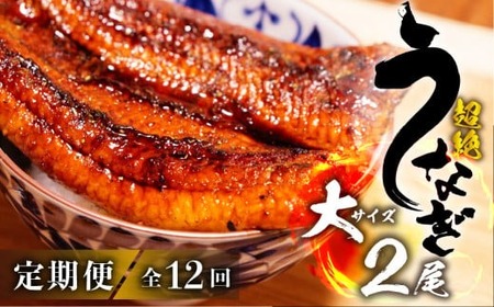 うなぎ蒲焼 大2尾 定期便12回 超絶 うなぎ