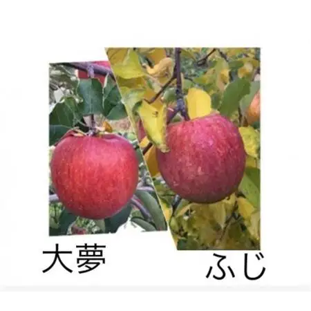 岩手県岩泉町産　りんご2品種(サンふじ・大夢)食べくらべ! 1.5キロ(約4個)_果物・フルーツ りんご  リンゴ 林檎_【1542938】