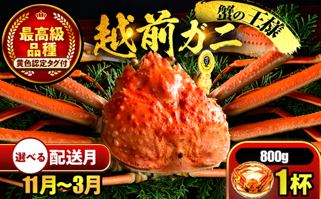 【先行予約/11月7日より順次発送】【希望月指定可】 越前がに 800ｇ×1ハイ  / 蟹 ズワイガニ ずわいがに ボイル 冷蔵 小浜市 / まるほ商店 【配送不可地域：北海道・沖縄・離島】[BFCS024]